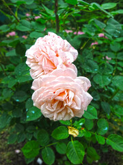 delicate pink roses bloom on the bush