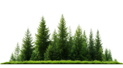 Fototapeta premium A dense cluster of evergreen trees, showcasing various heights and vibrant foliage.
