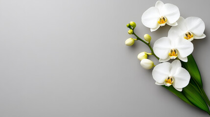 Fototapeta premium Elegant White Orchids: A serene and graceful display of white orchids with green leaves, arranged on a grey background.