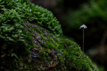 Filigraner Pilz mit Moos auf Sandsteinfelsen 4