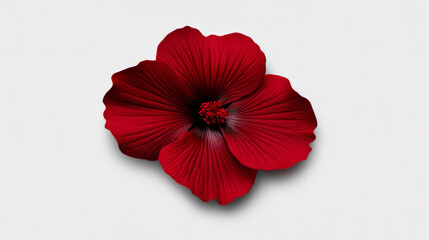 Obraz premium Crimson Hibiscus Bloom 
