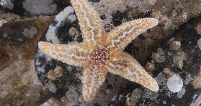 Yuong starfish Asterias rubens under microscope, family Asteriidae. Asteroidea. Size about 3 cm. White Sea