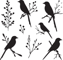 Southern grey shrike bird silhouettes Vector