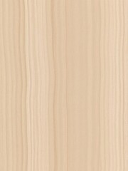 Naklejka premium Subtle grain, warm beige beech wood texture, material,nature,close-up