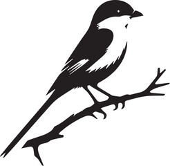 Southern grey shrike bird silhouettes Vector