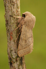 Closeup on the Common quaker owlet moth, Orthosia cerasi