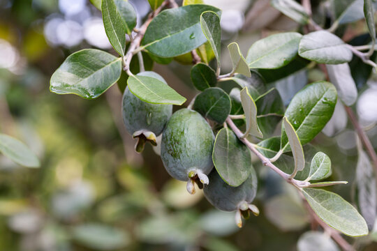 Ripe feijoa fruits on a tree (lat. Acca sellowiana). Fresh feijoa ready to harvest in autumn, November.