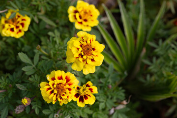 French marigold flowers or Tagetes patula or marigold bolero have reddish-orange petals with a combination of yellow. This annual herb in the daisy family has pinnate green leaves.