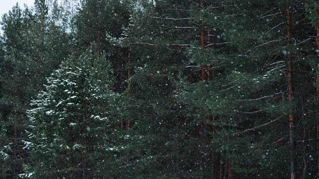 Snow gently falls on the lush pine trees in winter forest, creating a picturesque scene filled with tranquility and the beauty of nature during the cold season