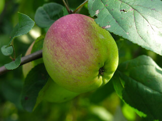 apples ripen on branches in the garden