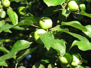 apples ripen on branches in the garden
