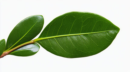 Obraz premium Vibrant Green Leaves: Close-up of two lush, green leaves on a stem, showcasing intricate vein details and rich color. Perfect for nature, botany, or eco-friendly themes. 