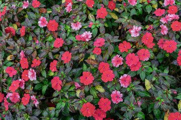 Impatiens walleriana (Glass Beauty) flower with water droplets after rain.
