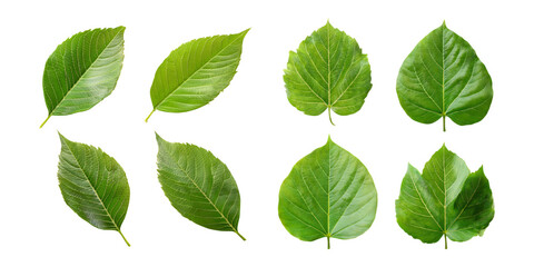 Fototapeta premium Varied Green Leaves Collection for Nature Projects, PNG collection, set bundle, isolate on transparent or white background