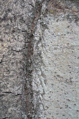 tree bark
