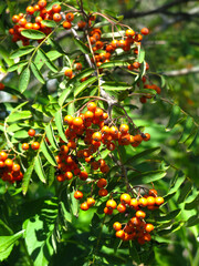 red berries ripen on a rowan tree