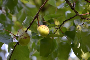 unripe apricot