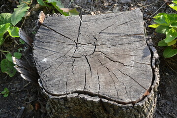 old cracked stump