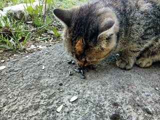 cat eats sunflower seeds