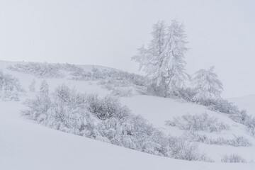 verschneite Bäume am Grödner Joch, Passo Gardena, Südtirol, Alto Adige, Italien