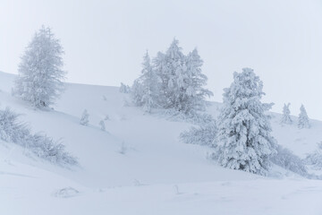 verschneite Bäume am Grödner Joch, Passo Gardena, Südtirol, Alto Adige, Italien