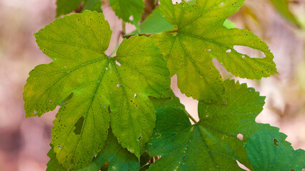hop leaves. Humulus. green leaves of a climbing plant. natural autumn background, leaves close up. light, bright hop leaves. space for text. macro photo