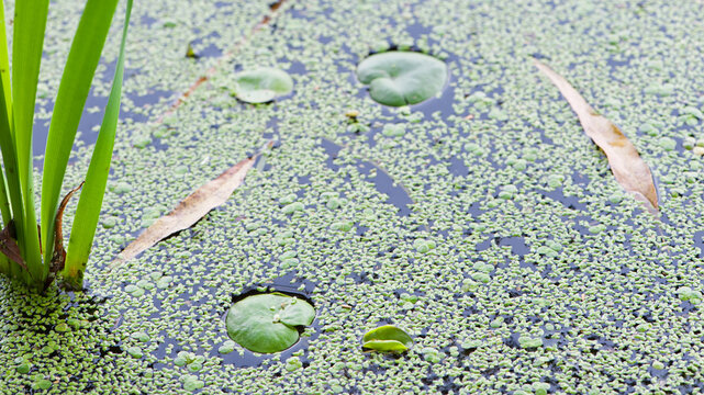 Hydrocharis morsus-ranae. photo, on Water Surface with Green Leaves. in the lake, river or swamp, nature photo, close-up. Lemna and round leaves, natural background