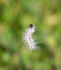 Hickory Tussock Moth Caterpillar