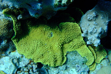 Potatochip coral or disc coral (Turbinaria reniformis) undersea, Red Sea, Egypt, Sharm El Sheikh, Montazah Bay