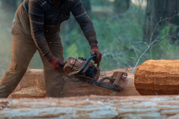 A forestry worker trims a tree in the forest