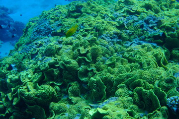 Potatochip coral or disc coral (Turbinaria reniformis) undersea, Red Sea, Egypt, Sharm El Sheikh, Montazah Bay