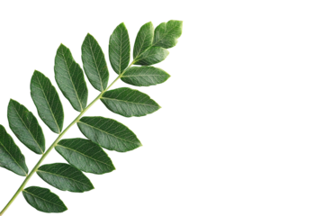 A wild green leaf, isolated on a transparent background, perfect for nature, botanical, or environmental-themed designs.