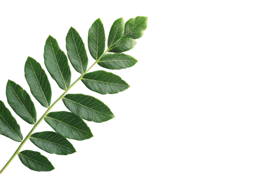A wild green leaf, isolated on a transparent background, perfect for nature, botanical, or environmental-themed designs.