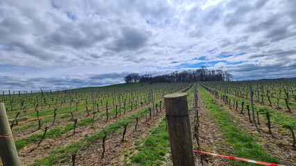 winnica wczesną wiosna i niebieskie niebo