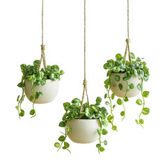beautiful plants hanging in ceramic pots isolated on transparent background