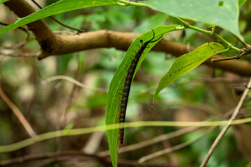 centipedes in nature