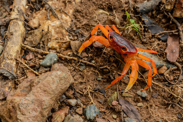 Red crab on the ground	