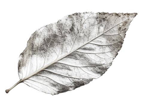 A silver leaf, isolated on a transparent background, perfect for nature, elegance, or decorative-themed designs.