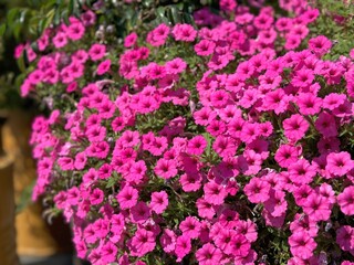 Obraz premium Pink petunia flowers in garden 