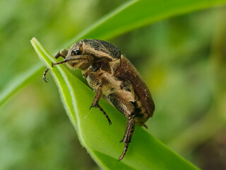 Close-up of a brown beetle with intricate patterns on its body, perched on a green leaf