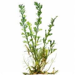 Fototapeta premium Myriophyllum aquaticum parrot feather watermilfoil aquatic plant growing on white background