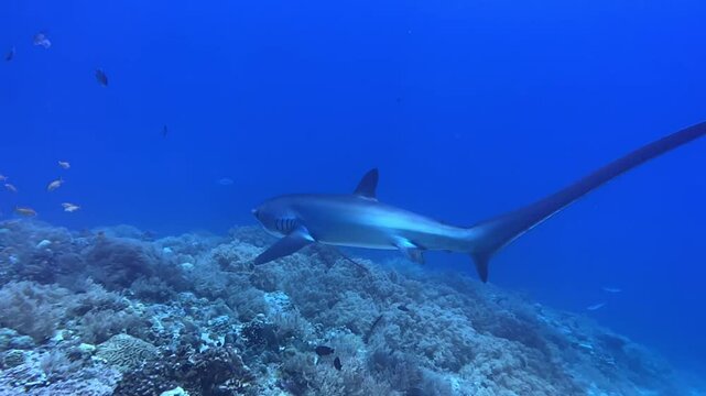 Thresher shark 11