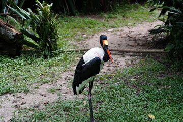 Saddle-billed Stork (Ephippiorhynchus senegalensis) is a striking and elegant wading bird found in sub-Saharan Africa. Known for its distinctive black-and-white plumage and colorful bill,
