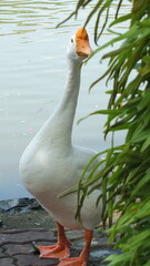 white goose on the beach © panya
