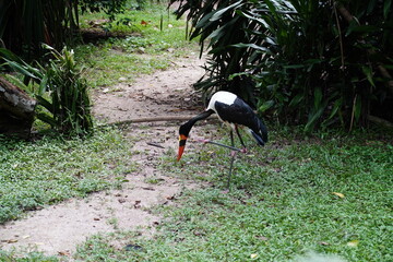 Saddle-billed Stork (Ephippiorhynchus senegalensis) is a striking and elegant wading bird found in sub-Saharan Africa. Known for its distinctive black-and-white plumage and colorful bill,