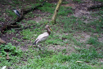 The Goliath heron (Ardea goliath) is the world's largest heron species, found primarily in sub-Saharan Africa, as well as parts of South and Southeast Asia. 