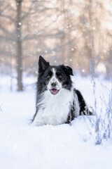 border collie in snow