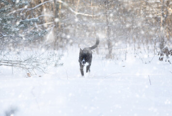 Border Collie in a blizzard