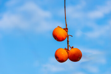Ripe persimmons photographed against a blue late autumn sky.