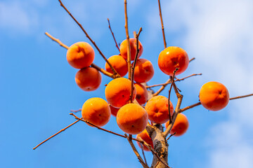 Ripe persimmons photographed against a blue late autumn sky.